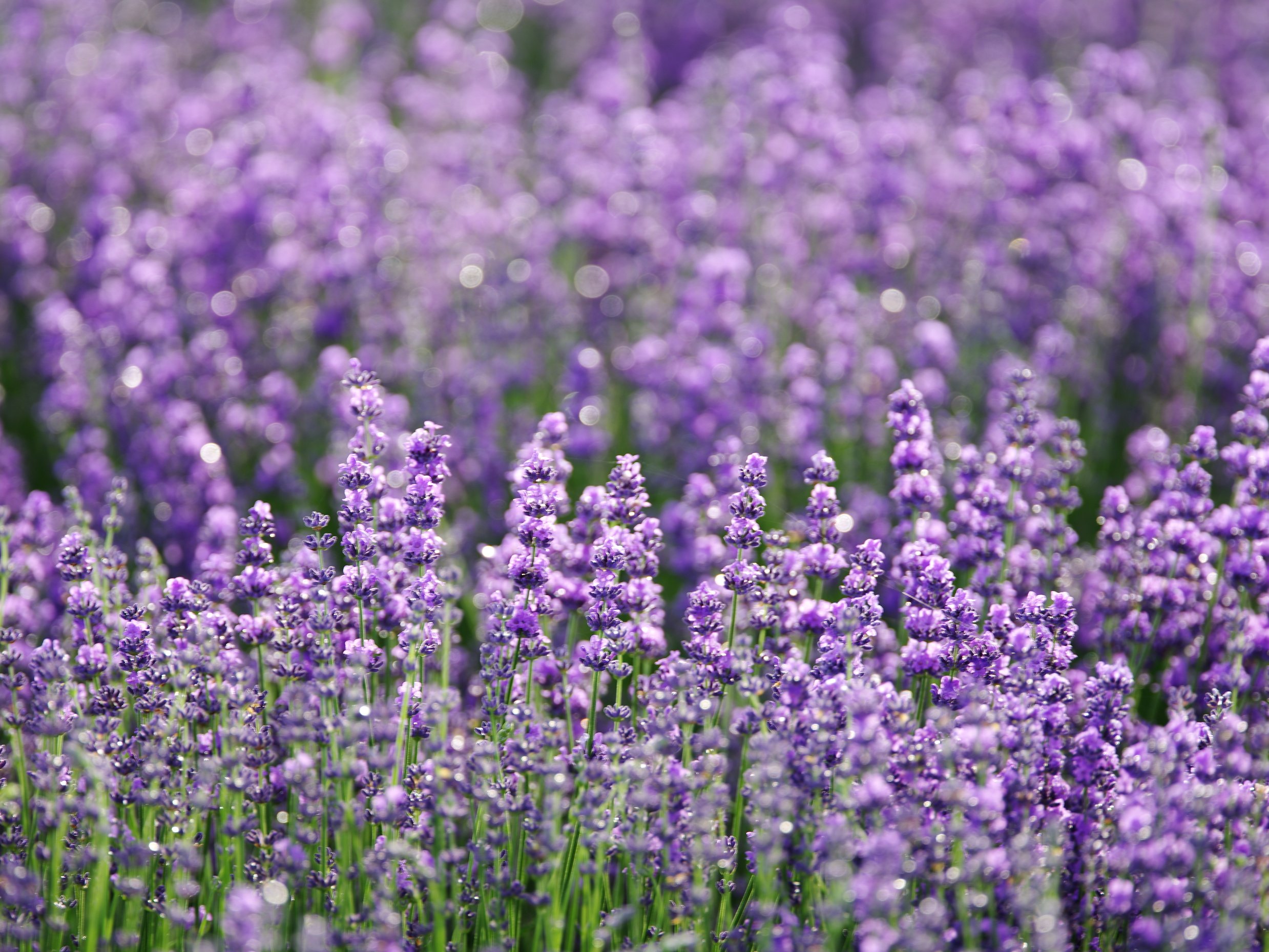 Close Up of Lavender Field