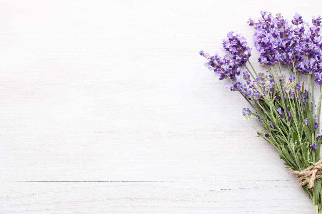 Lavender flowers.